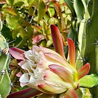 Цветок кактуса :: Аркадий Басович