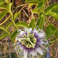 Цветок :: Аркадий Басович