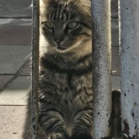 Узник :: Аркадий Басович