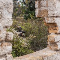 Игра Страйкбол. В засаде. :: Геннадий Б