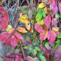 Октябрь-художник :: Наталья 