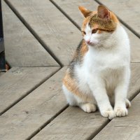 Искушение (там плавает форель) :: Сергей Беляев Искушение (там плавает форель) :: Сергей Беляев