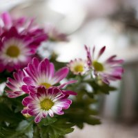 Хризантема. :: Bosanat 