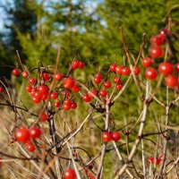 Калина :: Сергей Ц