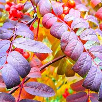 Спелая рябина прямо предо мною :: Hope 