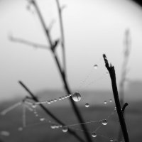 Утренняя роса :: Татьяна Венцель