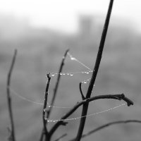 Утренняя роса :: Татьяна Венцель