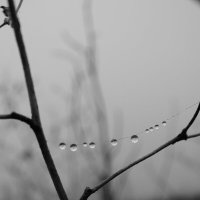 Утренняя роса :: Татьяна Венцель