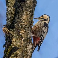 Дятел белоспинный. :: Nik Lovec