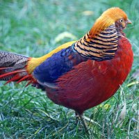 золотой фазан :: Михаил Бибичков