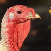 Осенняя грусть :: Юрий. Шмаков