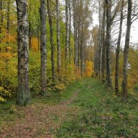 Осень в лесопарке :: Александр Алексеенко