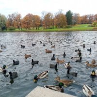 Утки :: Сапсан 