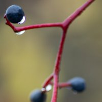 Капли на каплях :: sorovey Sol Капли на каплях :: sorovey Sol