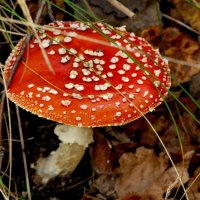 сегодняшняя осень 1 :: Александр Прокудин сегодняшняя осень 1 :: Александр Прокудин