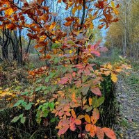 сегодняшняя осень 3 :: Александр Прокудин сегодняшняя осень 3 :: Александр Прокудин