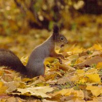 Белочка на Елагином острове :: Алексей Булак