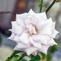 ... :: Светлана Ищенко ... :: Светлана Ищенко