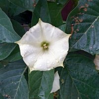 Граммофончик под дождём :: Galina Solovova Граммофончик под дождём :: Galina Solovova