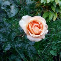 Цветы последние милей роскошных первенцев полей :: Galina Solovova