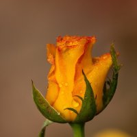 Желтая роза :: Игорь Сикорский Желтая роза :: Игорь Сикорский