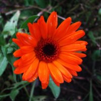 Яркая красавица :: Людмила Смородинская