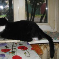 Наблюдает за птичками :: Людмила Смородинская