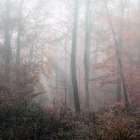 Солнце и туман.. :: igor G.