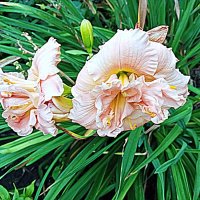 Цветы. :: Владимир Драгунский Цветы. :: Владимир Драгунский