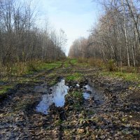 И вот уж меркнут краски октября... :: Андрей Заломленков