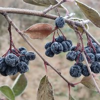 Туманное утро. :: Валентина Богатко 
