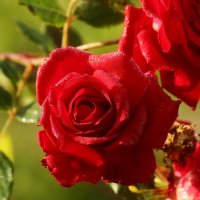 Утро октября :: Юрий. Шмаков Утро октября :: Юрий. Шмаков