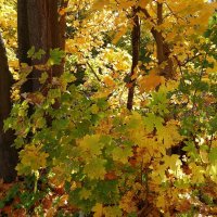 Краски октября :: Рита Симонова