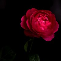 Красные прекрасные... :: Светлана 