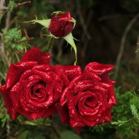 Семейство прекрасных :: Светлана 