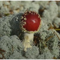 Дары леса :: Aleksandr Gal