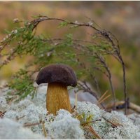 Поддубник :: Aleksandr Gal