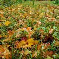 Зажелтело :: Галина Ложечникова