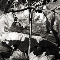 Фотография :: Денис Безногов