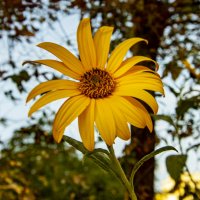 Жёлтый :: Анатолий Чикчирный Жёлтый :: Анатолий Чикчирный