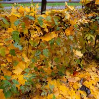 Опавшая листва на кустах :: Александр Синдерёв