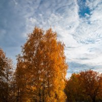 Золотая осень :: Александр Синдерёв