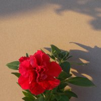 ОДИНОЧНЫЙ ЦВЕТОК :: СЕРГЕЙ ФИЛОЧКИН