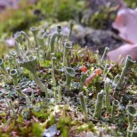 инопланетное :: Лера инопланетное :: Лера