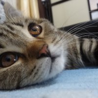 МУРЗИК :: СЕРГЕЙ ФИЛОЧКИН