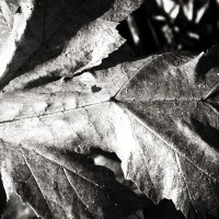 Фотография :: Денис Безногов