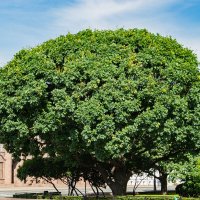 великан... :: navalon M