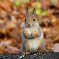 Белочка в октябре :: Ната Волга Белочка в октябре :: Ната Волга