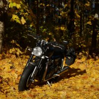 Мотик :: Елена K