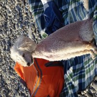 Отдыхающая :: Павел Трунцев